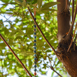 Long Suncatcher - Apatite Stone and Copper with Glass Crystal - 27"